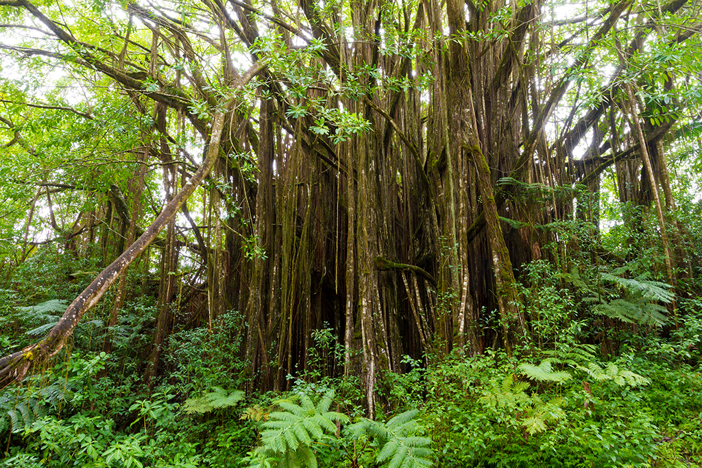 Hawaii - 108.jpg